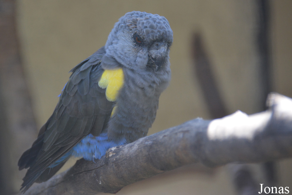 Poicephalus rueppellii