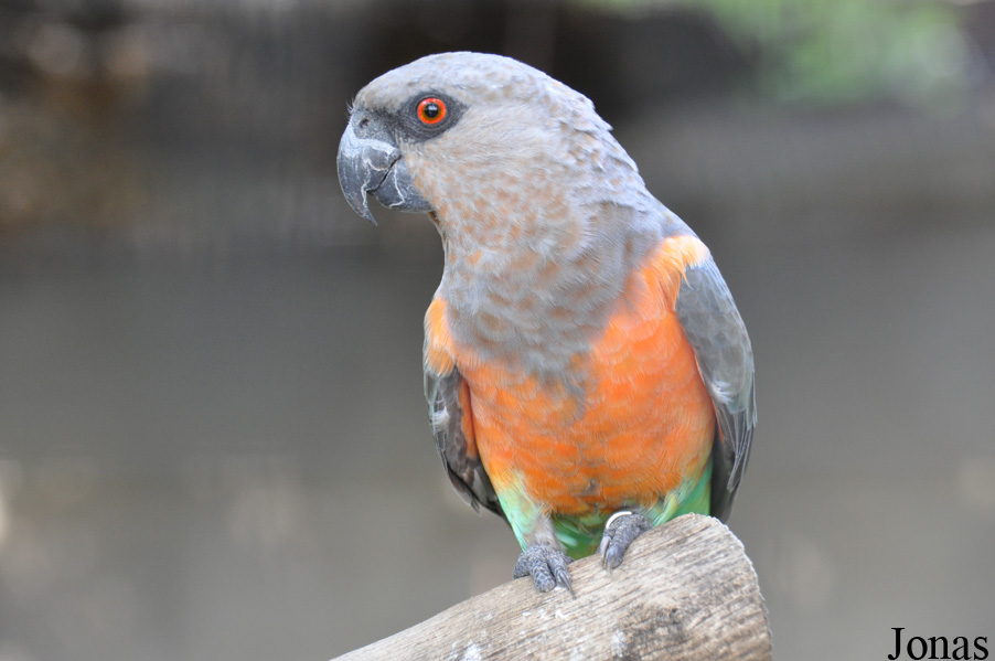 Poicephalus rufiventris
