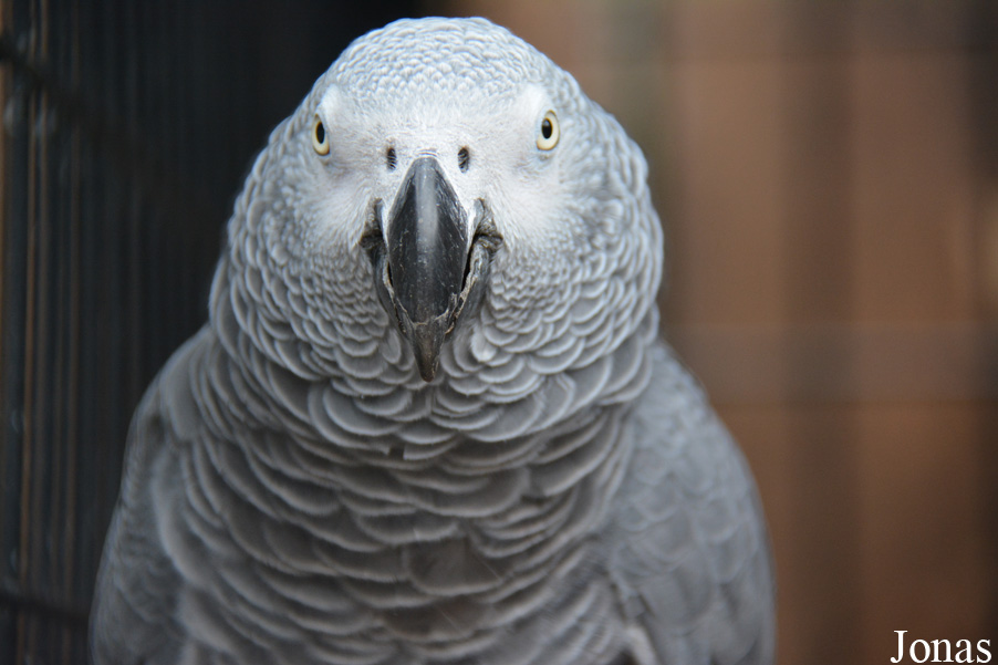Psittacus erithacus