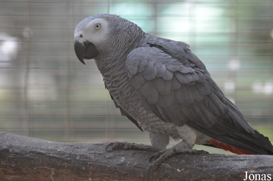 Psittacus erithacus erithacus