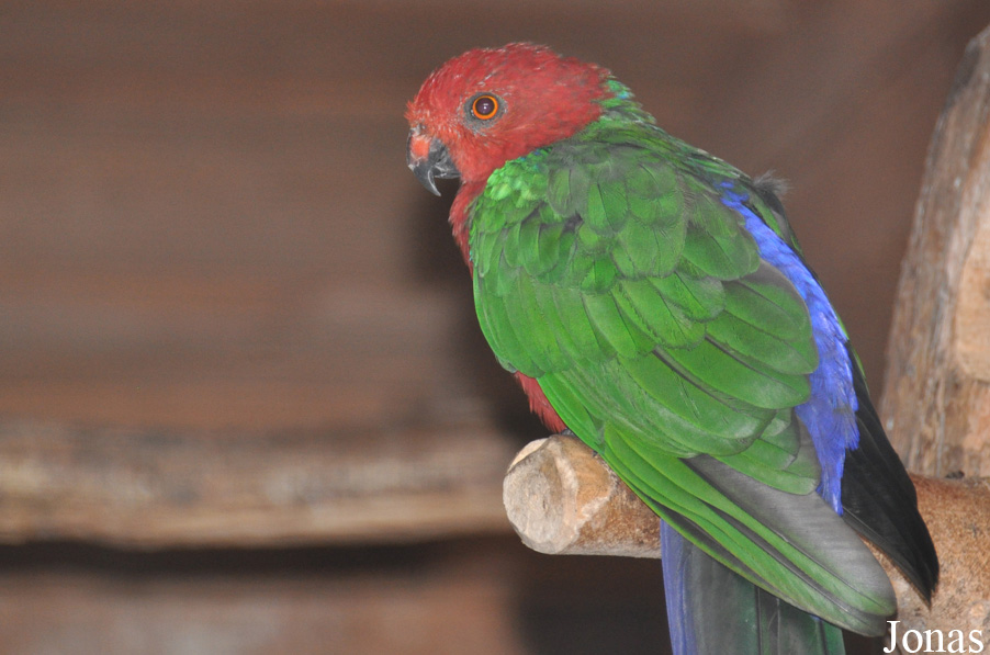 Alisterus scapularis