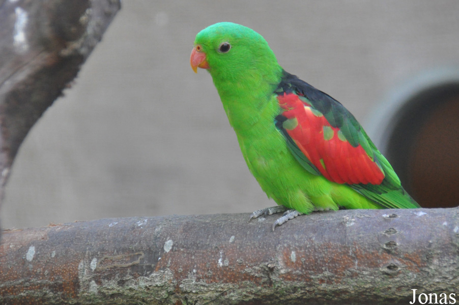 Aprosmictus erythropterus