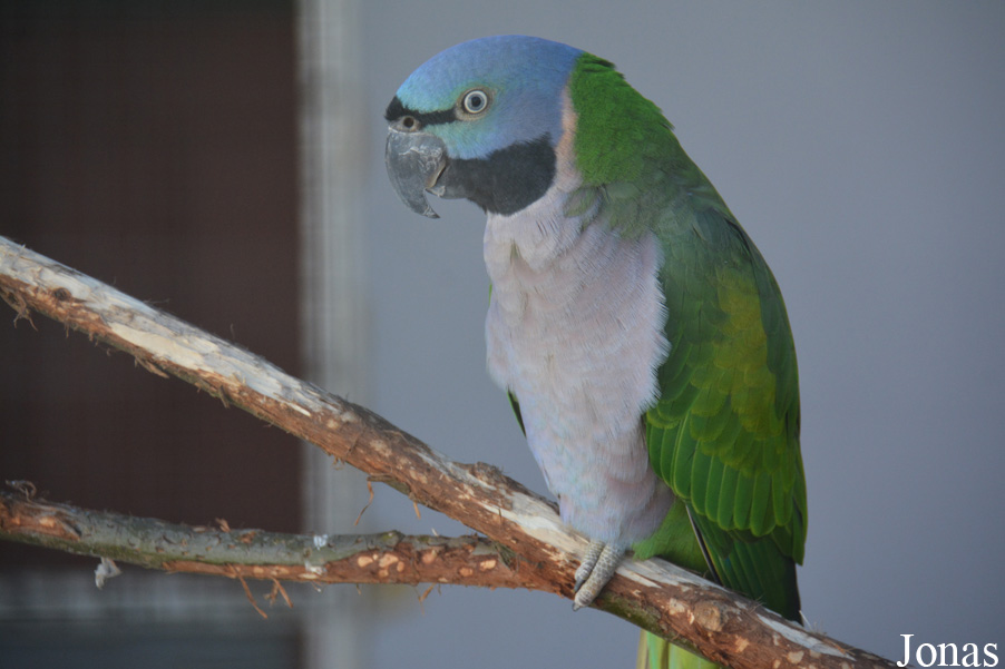 Psittacula derbiana
