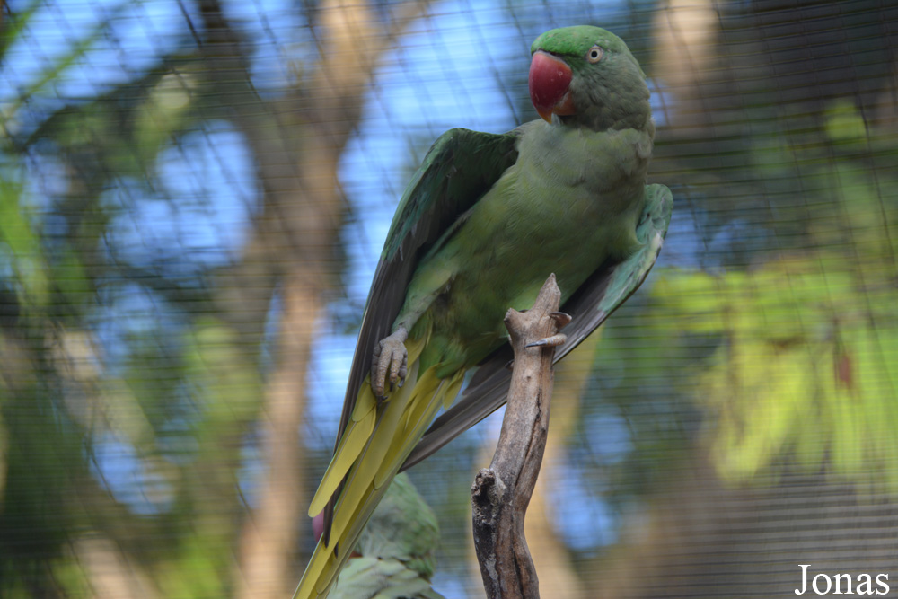 Psittacula eupatria