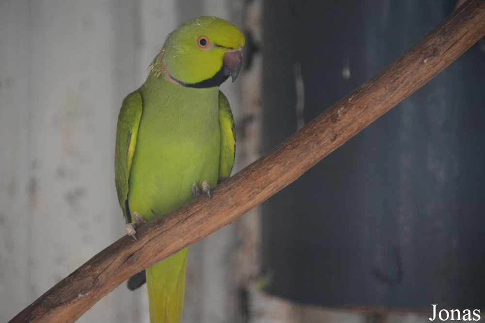 Psittacula krameri