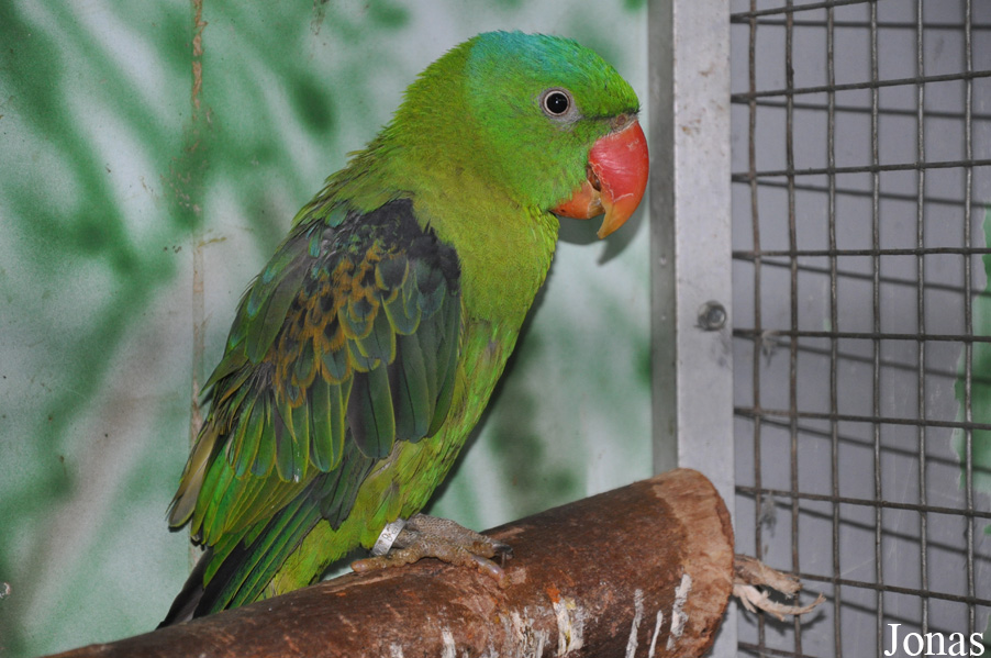 Tanygnathus lucionensis hybridus