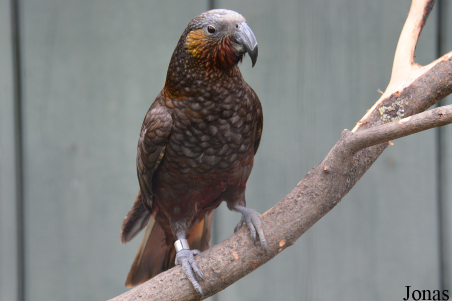 Nestor meridionalis septentrionalis
