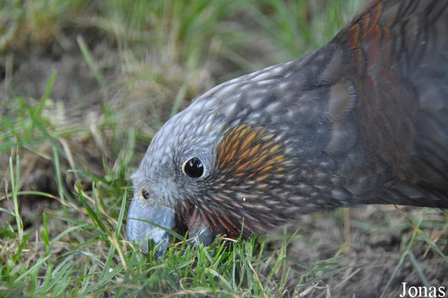 Nestor meridionalis septentrionalis