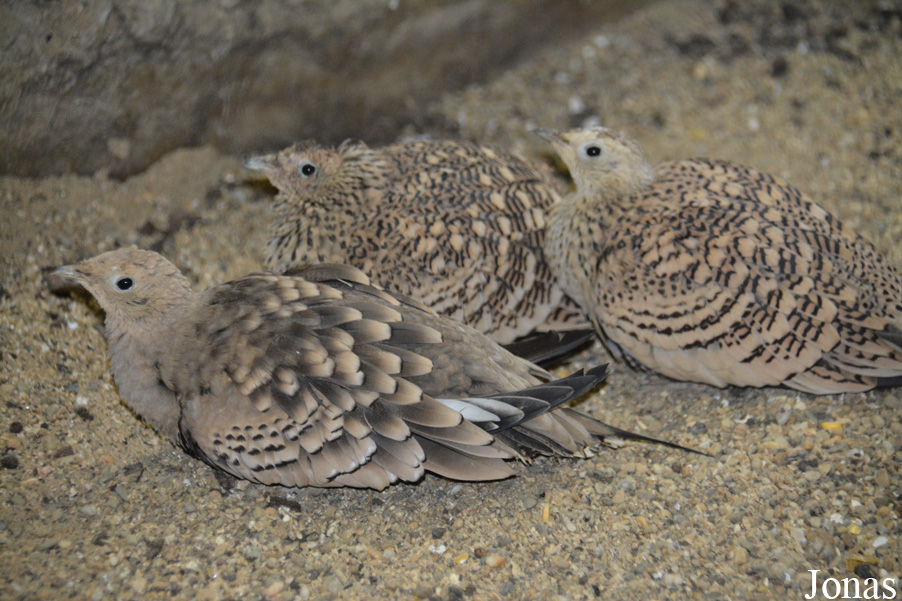 Pterocles exustus erlangeri