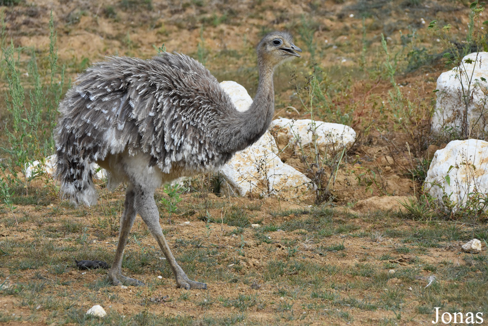 Rhea pennata