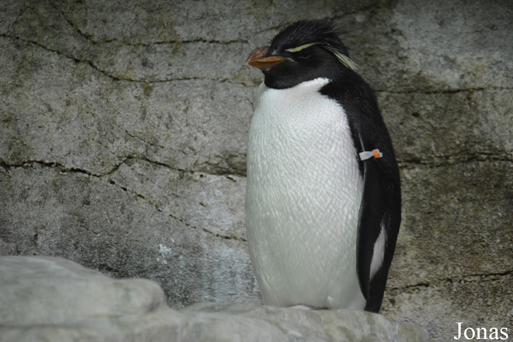 Eudyptes chrysocome