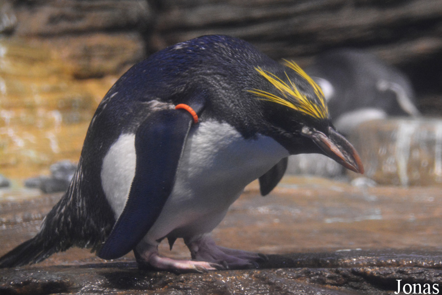 Eudyptes chrysolophus