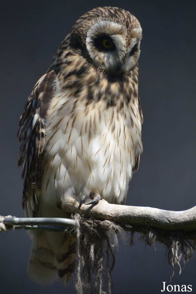 Asio flammeus