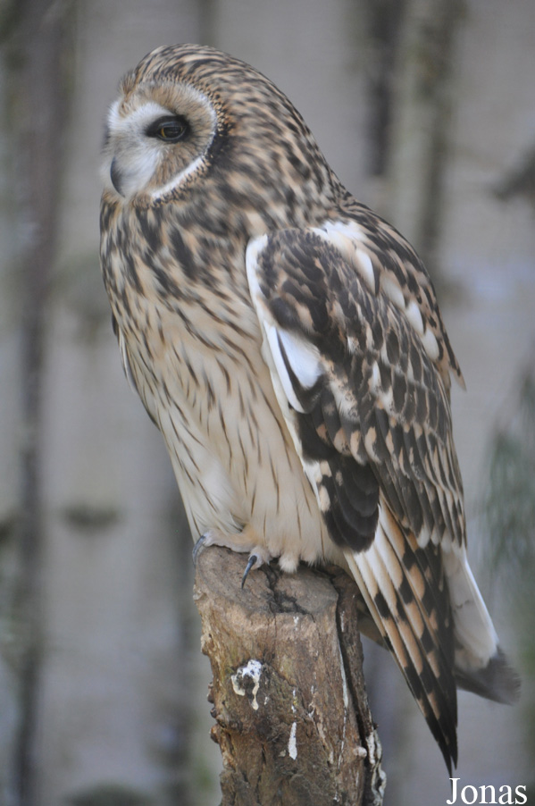 Asio flammeus