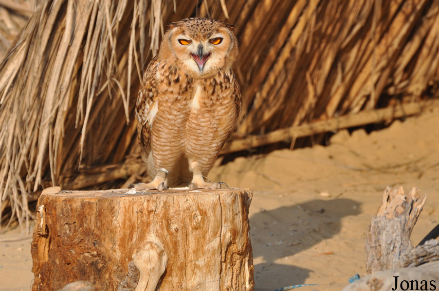 Bubo ascalaphus