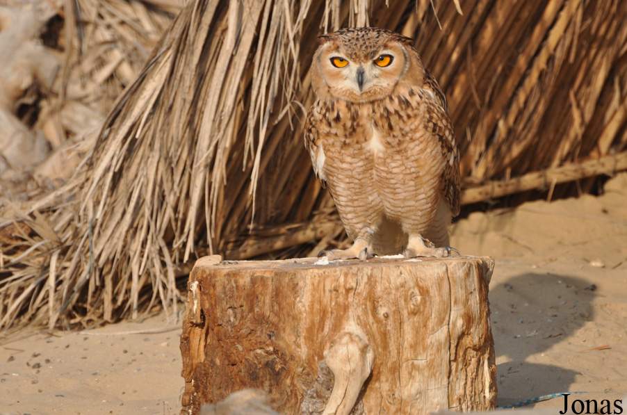 Bubo ascalaphus