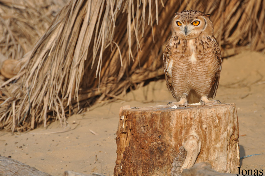Bubo ascalaphus