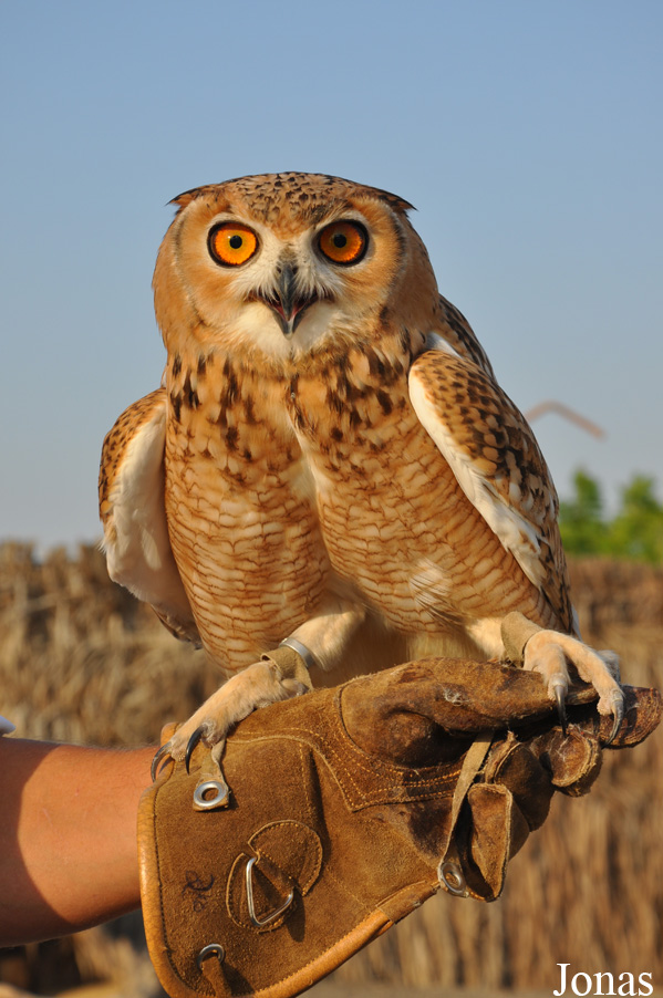 Bubo ascalaphus