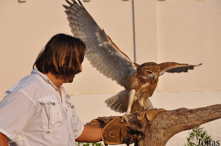 Bubo ascalaphus