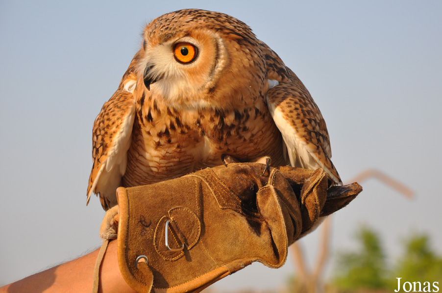 Bubo ascalaphus