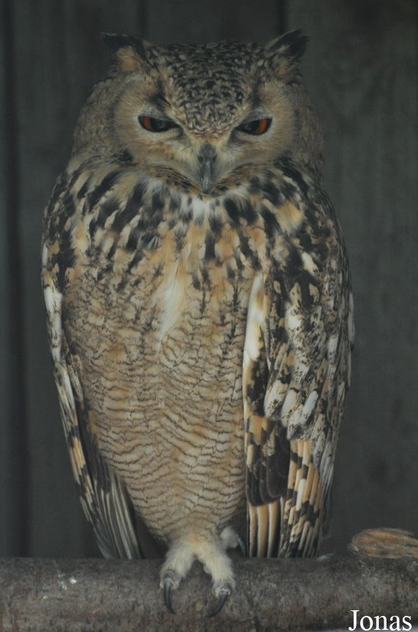 Bubo ascalaphus