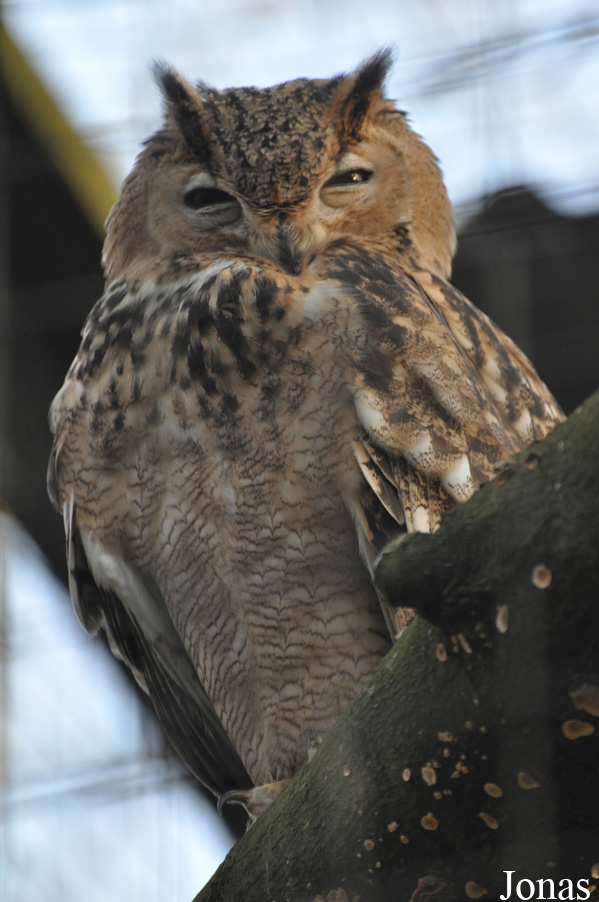 Bubo bubo interpositus