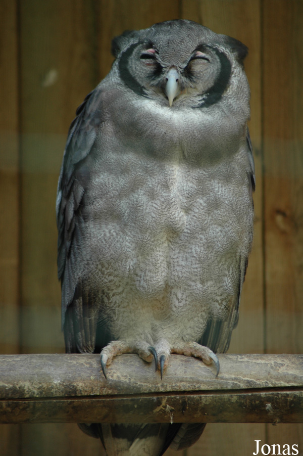 Bubo lacteus