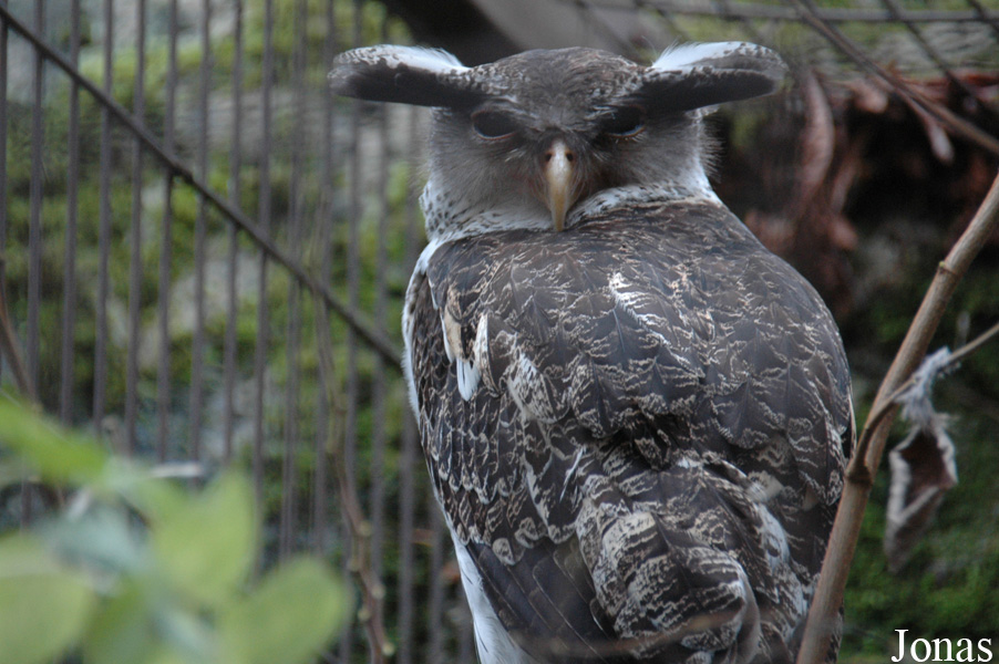 Bubo nipalensis