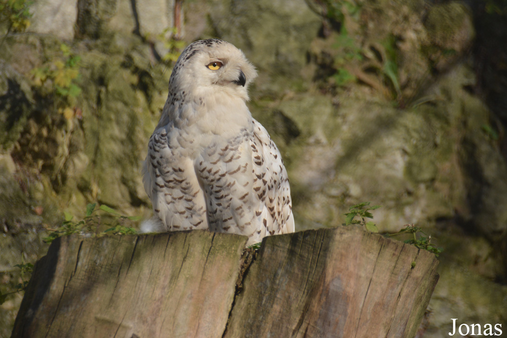 Bubo scandiacus