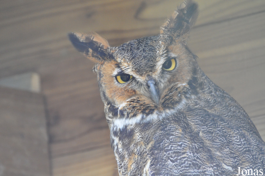 Bubo virginianus
