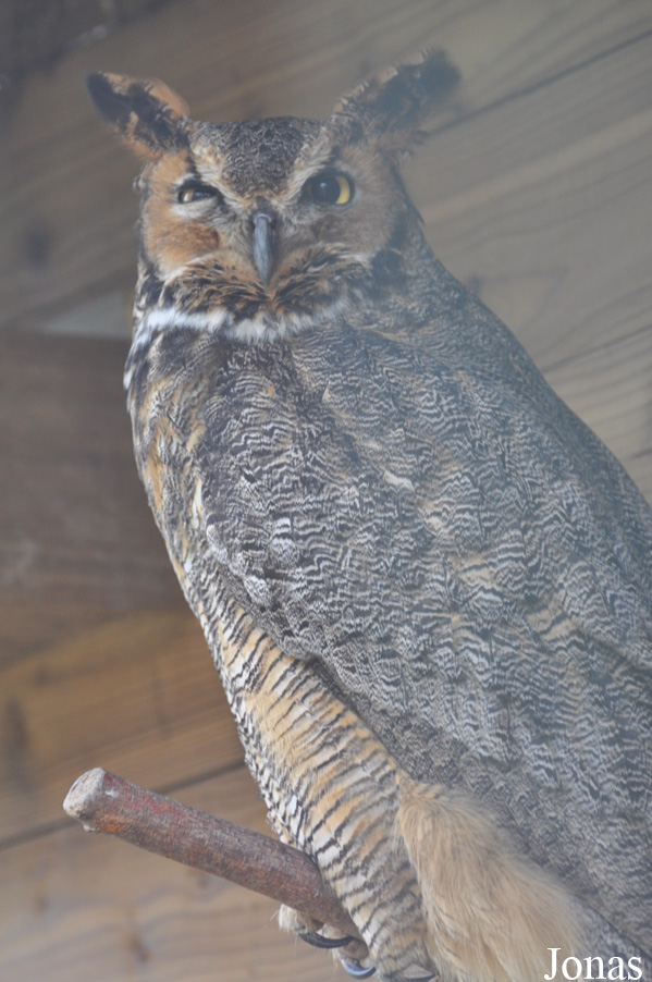 Bubo virginianus