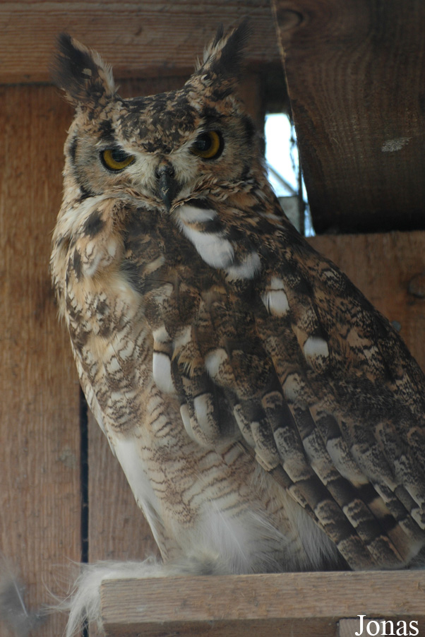 Bubo virginianus