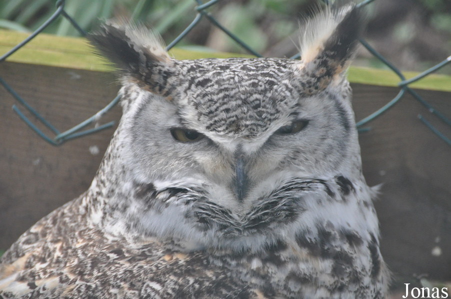 Bubo virginianus subarcticus
