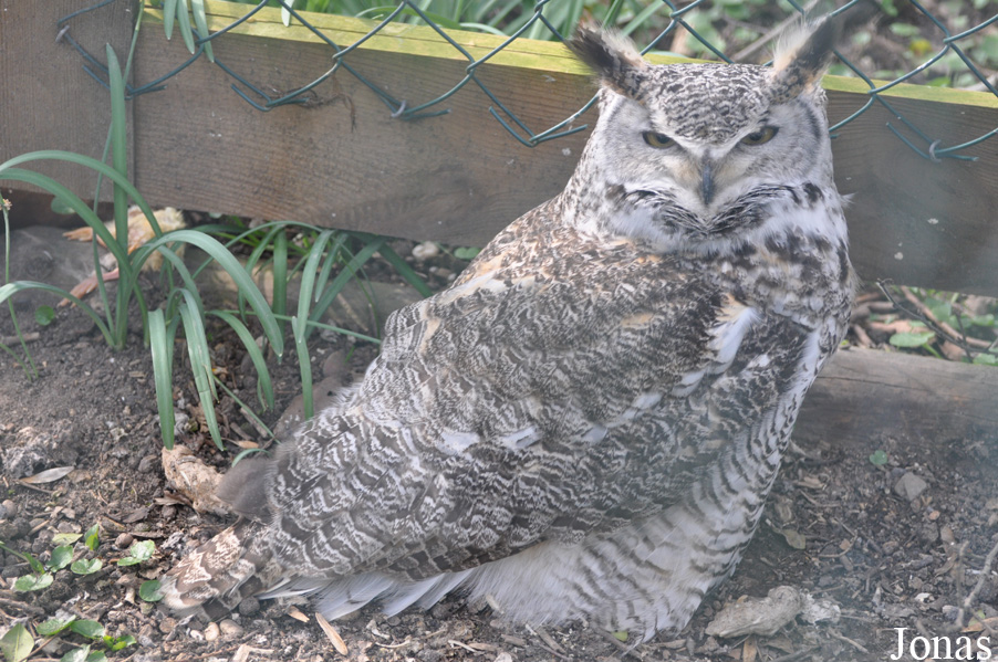 Bubo virginianus subarcticus