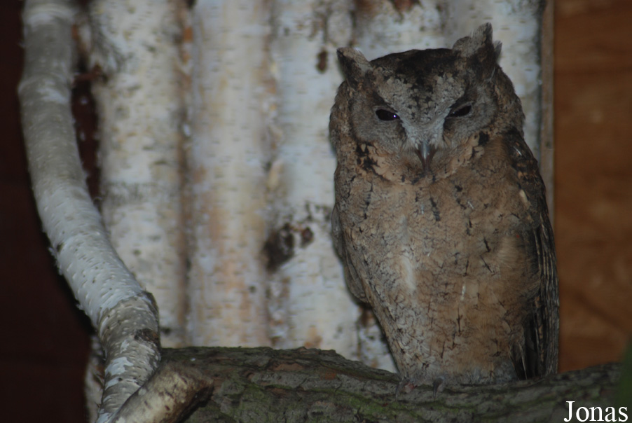 Otus bakkamoena