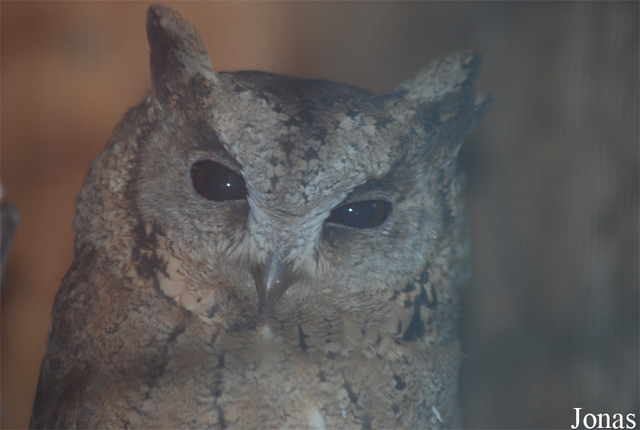 Otus bakkamoena