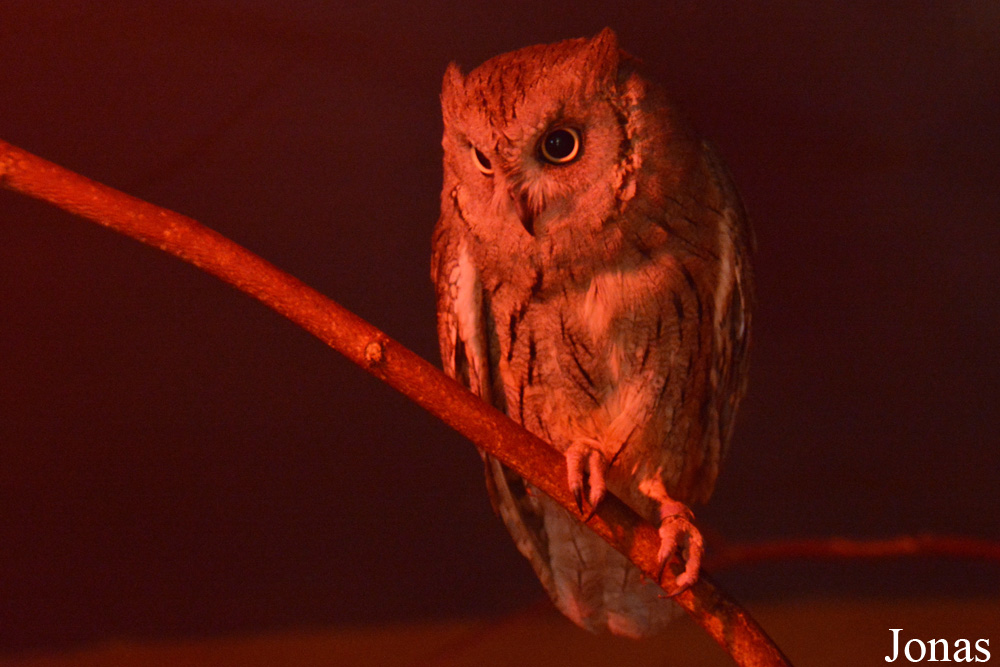 Otus brucei