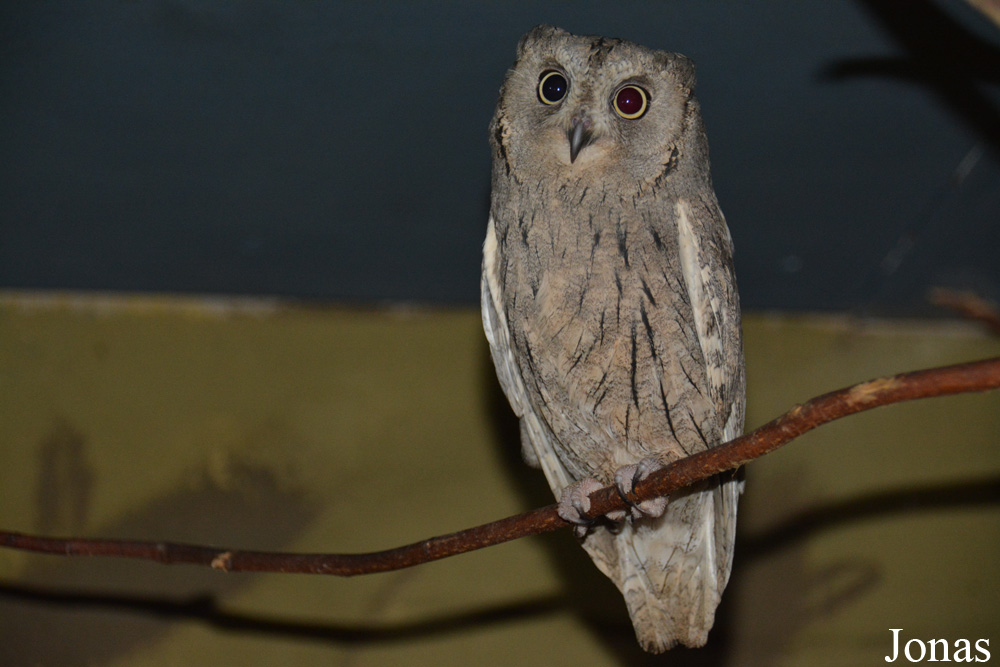 Otus brucei