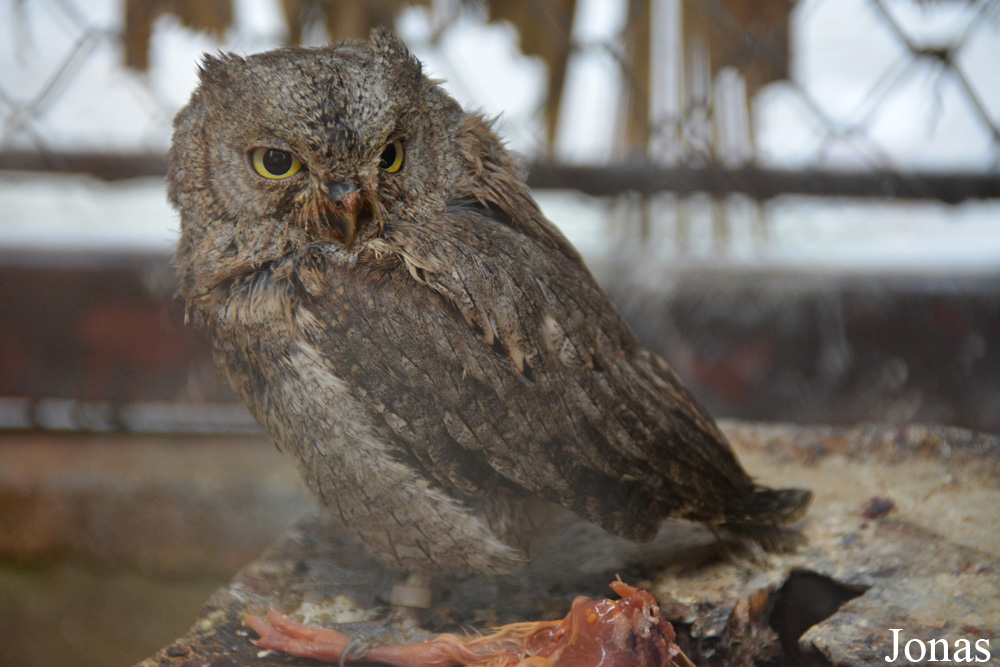 Otus scops