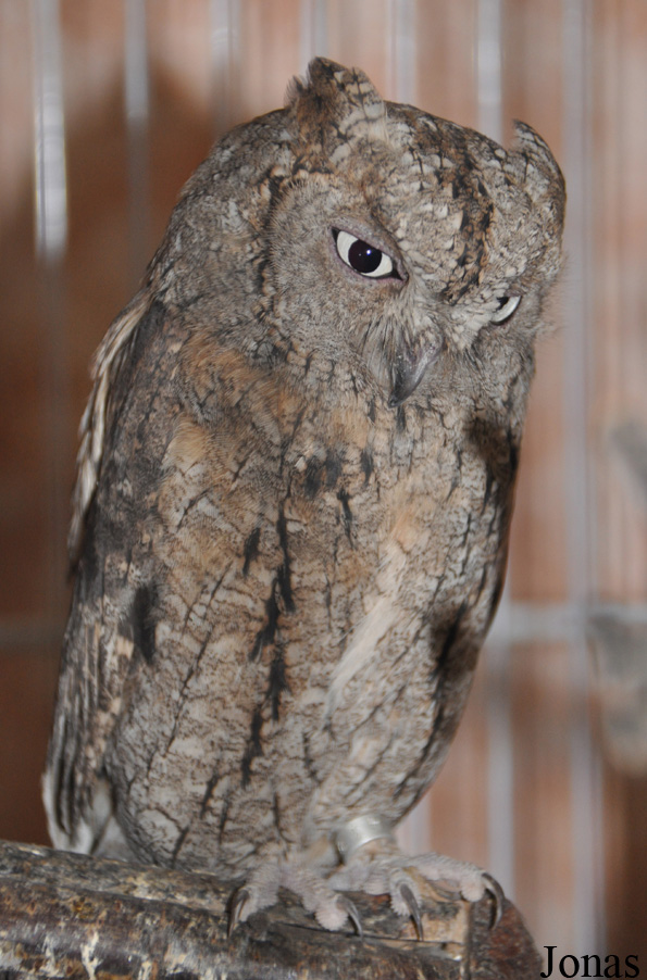 Otus scops