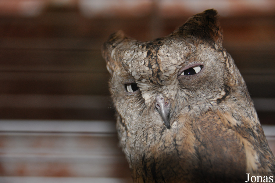 Otus scops