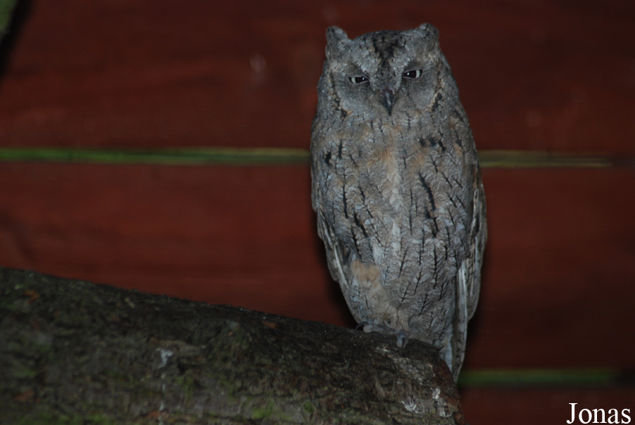 Otus scops
