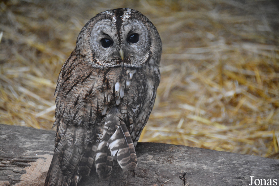 Strix aluco