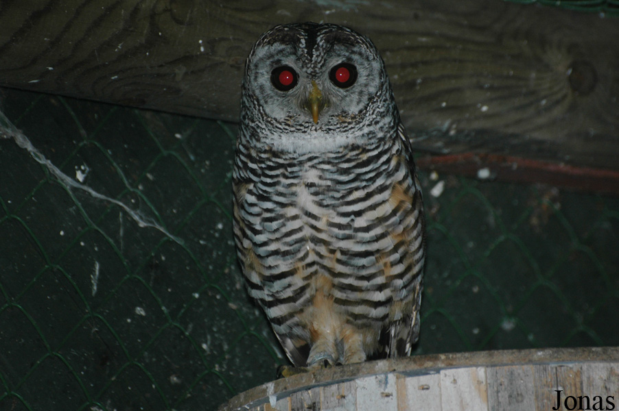 Strix chacoensis