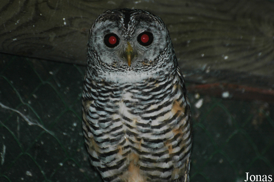 Strix chacoensis
