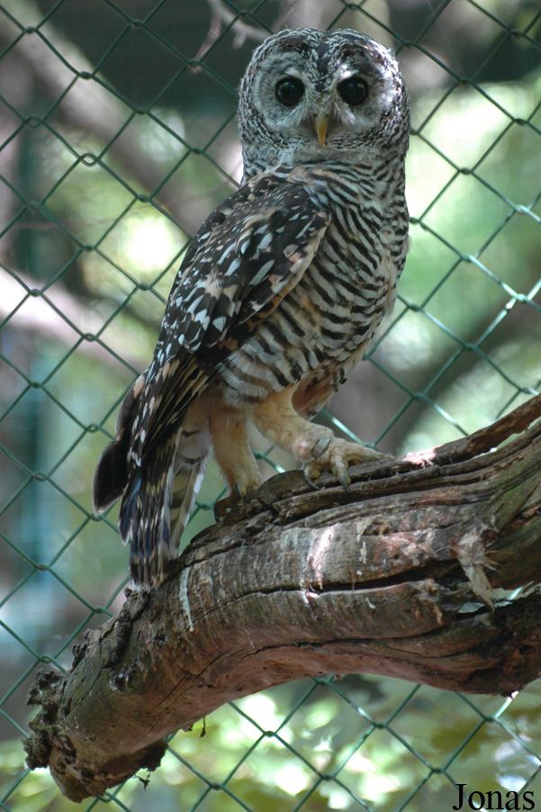 Strix chacoensis