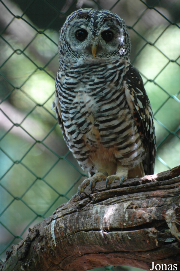 Strix chacoensis