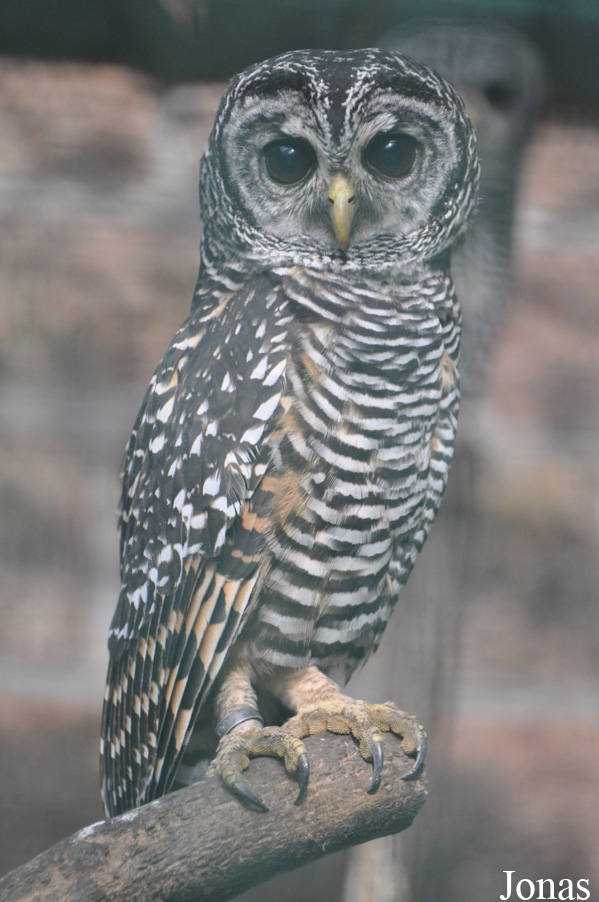 Strix chacoensis