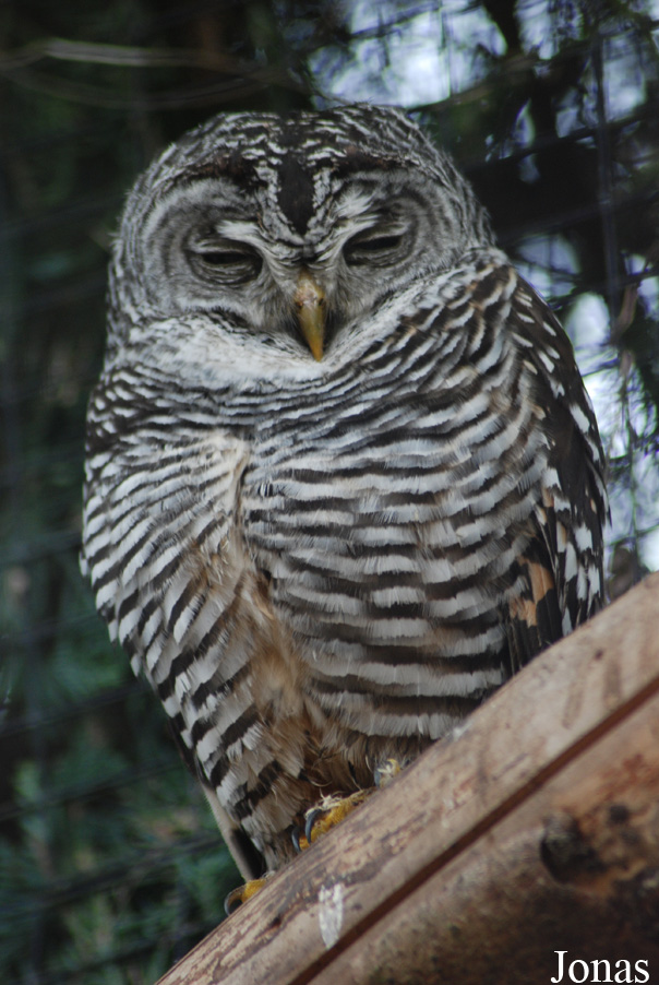 Strix chacoensis