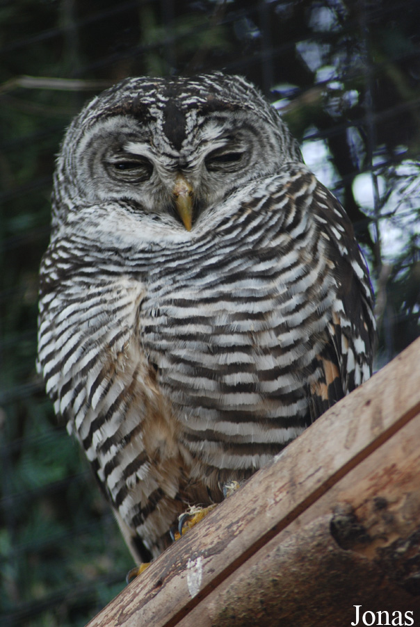 Strix chacoensis